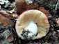 Piros galambgomba (Russula lepida), Zemplén